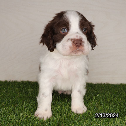 Mini Hippo-DOG-Male-Chocolate / White-7197-Petland Pensacola, Florida