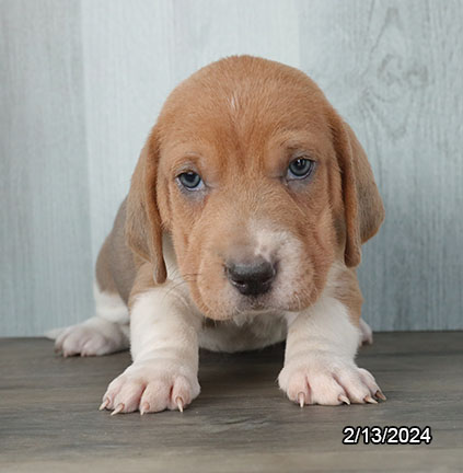 Walrus-DOG-Female-Tan / White-7198-Petland Pensacola, Florida