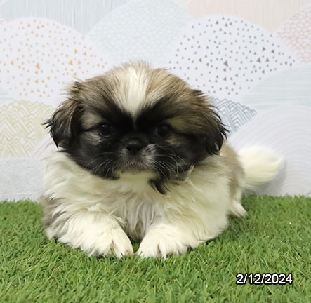 Pekingese DOG Female Sable / White 7199 Petland Pensacola, Florida