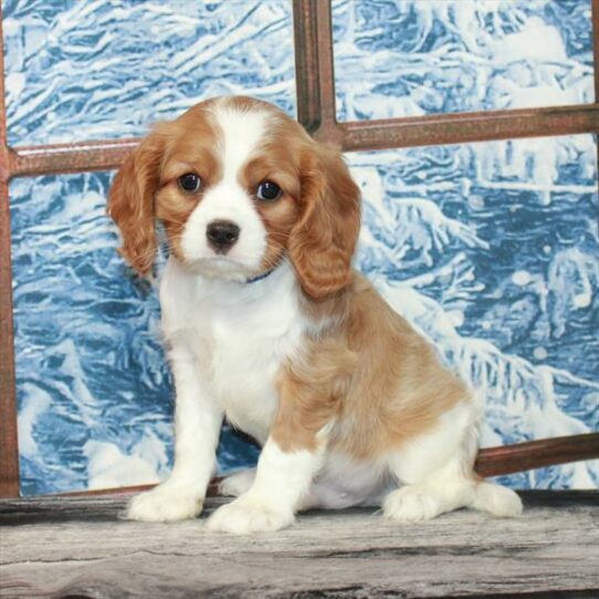 Cavalier King Charles Spaniel-DOG-Male-Blenheim / White-7201-Petland Pensacola, Florida