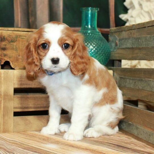 Cavalier King Charles Spaniel DOG Female Blenheim / White 7202 Petland Pensacola, Florida