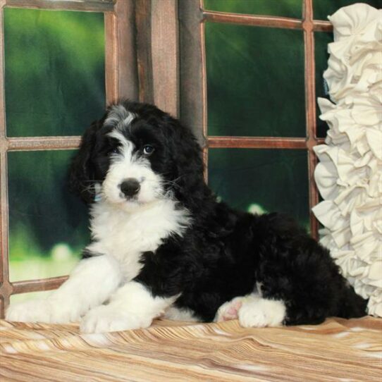 Bernedoodle-DOG-Female-Black-7203-Petland Pensacola, Florida