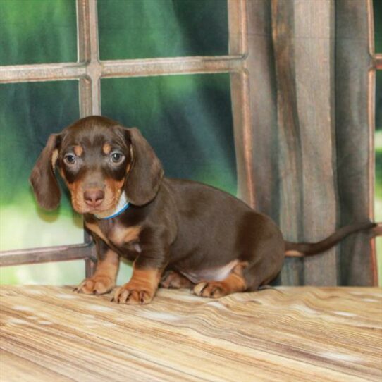 Dachshund DOG Male Chocolate / Tan 7204 Petland Pensacola, Florida