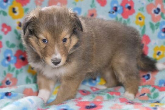 Shetland Sheepdog-DOG-Female-Sable / White-7210-Petland Pensacola, Florida