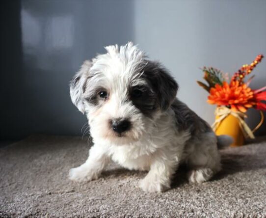 Schnoodle DOG Female Blue Merle 7213 Petland Pensacola, Florida