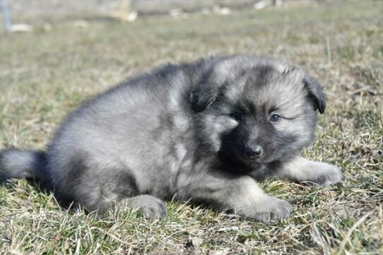 Keeshond-DOG-Female-Black / Silver-7214-Petland Pensacola, Florida