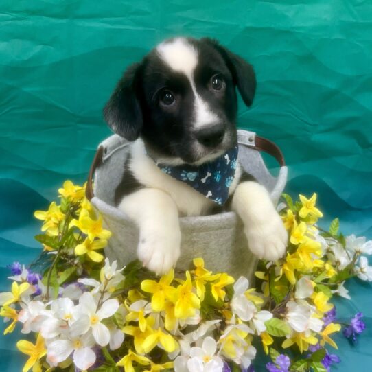 Cardigan Welsh Corgi-DOG-Male-Black / White-7215-Petland Pensacola, Florida