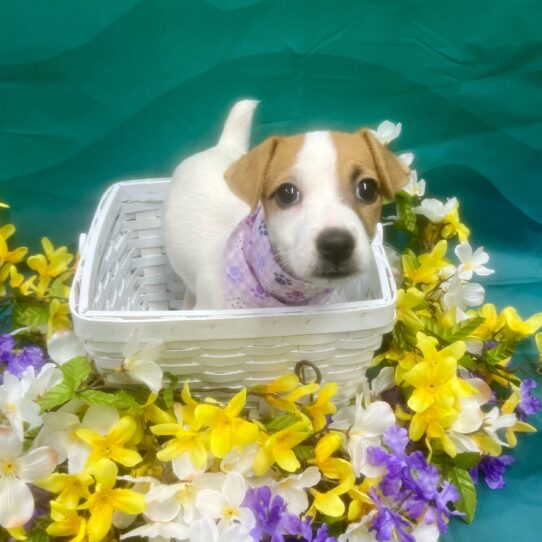 Jack Russell Terrier-DOG-Female-Brown / White-7211-Petland Pensacola, Florida