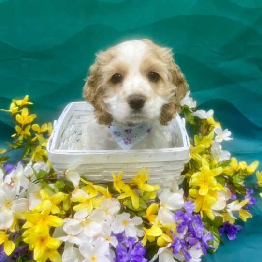 Cocker Spaniel-DOG-Male-Buff / White-7208-Petland Pensacola, Florida