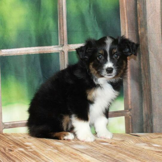 Australian Shepherd DOG Female Black White / Tan 7231 Petland Pensacola, Florida