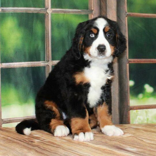 Bernese Mountain Dog DOG Male Black White / Tan 7232 Petland Pensacola, Florida