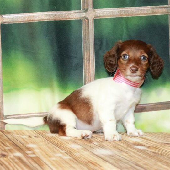 Dachshund DOG Female Chocolate / Tan 7233 Petland Pensacola, Florida