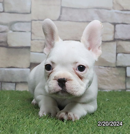 French Bulldog DOG Female Cream 7234 Petland Pensacola, Florida