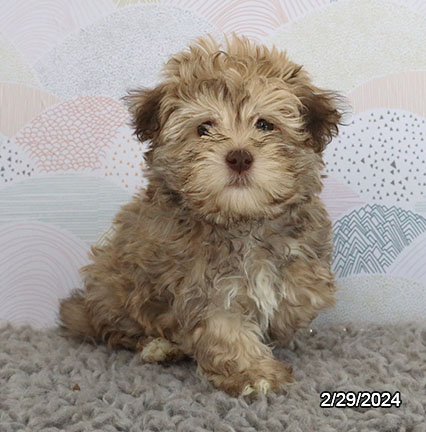 Havapoo-DOG-Male-Brown-7235-Petland Pensacola, Florida