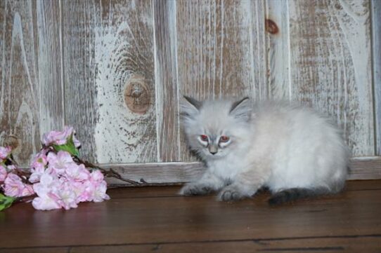 Siberian Cat-KITTEN-Male-White-7236-Petland Pensacola, Florida