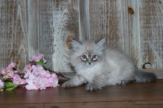 Siberian Cat-KITTEN-Female-White-7237-Petland Pensacola, Florida