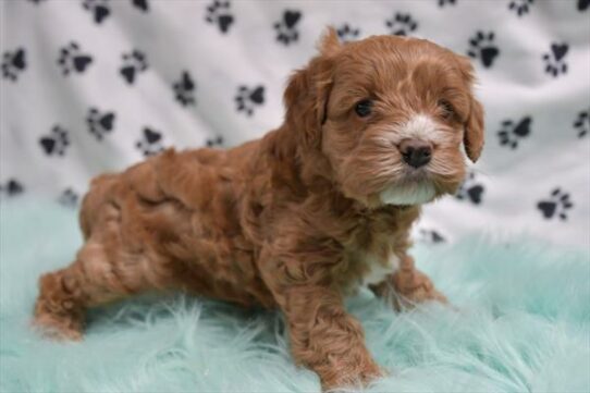 Cockapoo DOG Female Blenheim 7238 Petland Pensacola, Florida