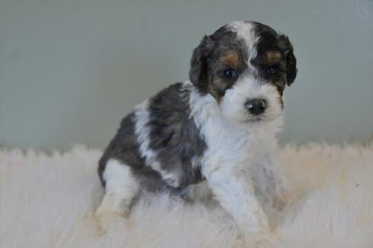 Poodle DOG Male Blue Merle 7240 Petland Pensacola, Florida