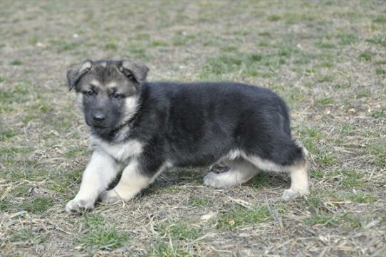 German Shepherd-DOG-Female-Black / Tan-7241-Petland Pensacola, Florida