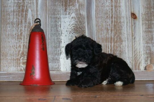 Miniature Whoodle-DOG-Male-Black-7242-Petland Pensacola, Florida