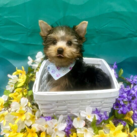 Yorkshire Terrier DOG Male Black / Tan 7123 Petland Pensacola, Florida