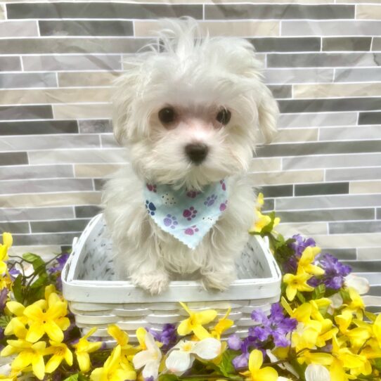 Maltese DOG Male White 7245 Petland Pensacola, Florida