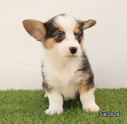 Pembroke Welsh Corgi-DOG-Female-Black / White-7264-Petland Pensacola, Florida