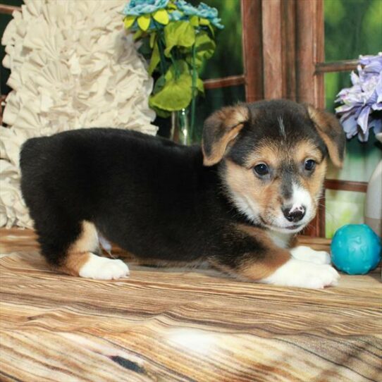 Pembroke Welsh Corgi DOG Male Black Tan / White 7265 Petland Pensacola, Florida