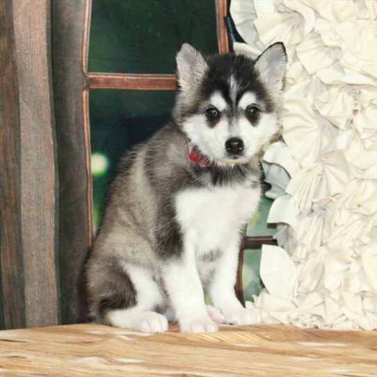 Alaskan Klee Kai-DOG-Female-Black / White-7266-Petland Pensacola, Florida