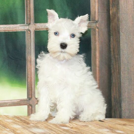 Mini Schnauzer DOG Female White 7267 Petland Pensacola, Florida