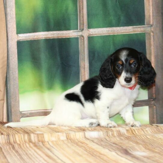 Dachshund DOG Male Black / Tan 7268 Petland Pensacola, Florida