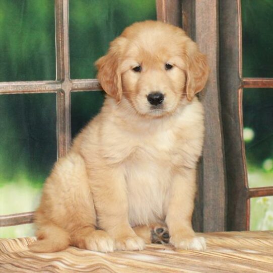 Golden Retriever DOG Female Dark Golden 7269 Petland Pensacola, Florida