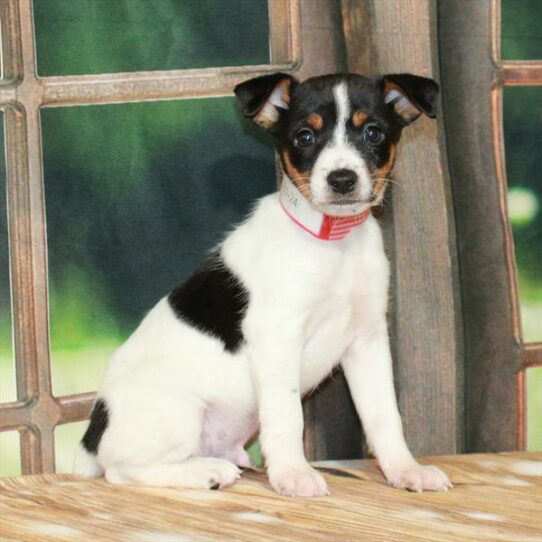 Jack Russell Terrier-DOG-Male-White Black / Tan-7270-Petland Pensacola, Florida