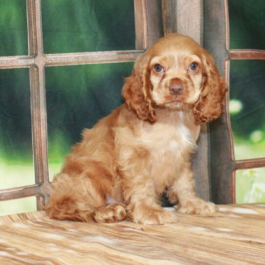 Cocker Spaniel-DOG-Male-Red-7272-Petland Pensacola, Florida