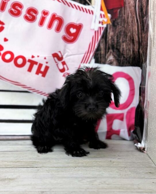 Yorkie-Poo-DOG-Female-Black-7277-Petland Pensacola, Florida