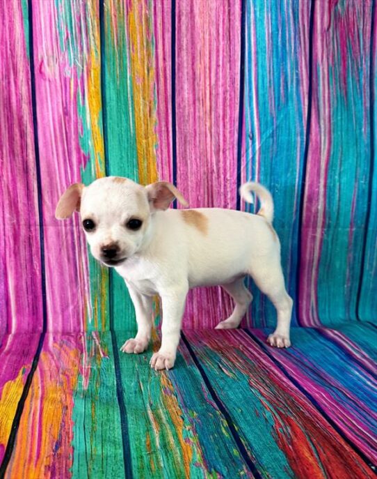 Chihuahua-DOG-Female-Fawn-7278-Petland Pensacola, Florida