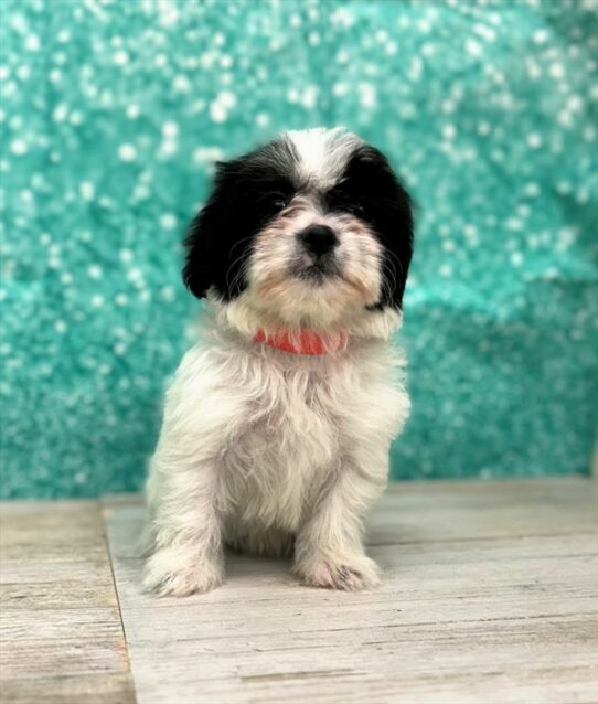 Shizapoo DOG Female Black / White 7280 Petland Pensacola, Florida