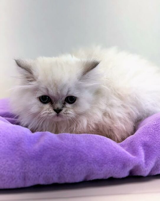 Persian-KITTEN-Female-Blue Point-7281-Petland Pensacola, Florida