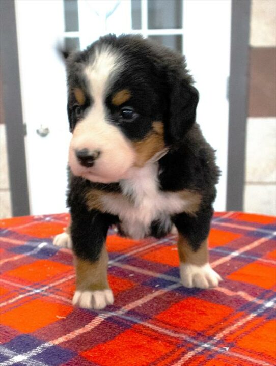 Bernese Mountain Dog-DOG-Female-Black-7293-Petland Pensacola, Florida