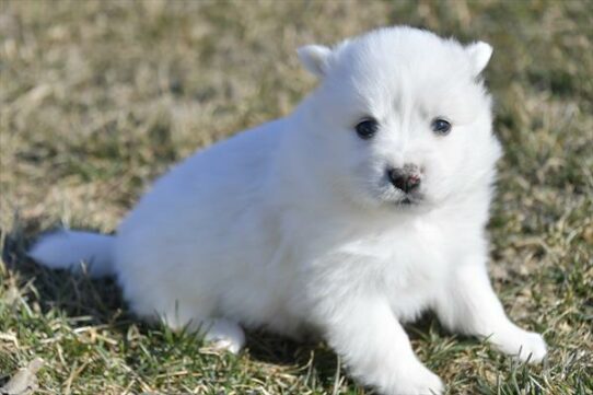 American Eskimo Dog-DOG-Female-White-7295-Petland Pensacola, Florida