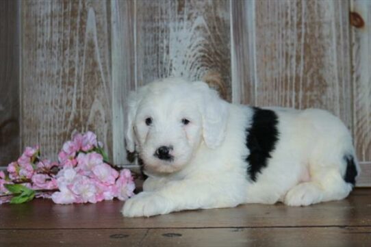 Sheepadoodle-DOG-Male-Black / White-7296-Petland Pensacola, Florida