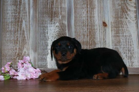 Rottweiler-DOG-Male-Black / Tan-7298-Petland Pensacola, Florida