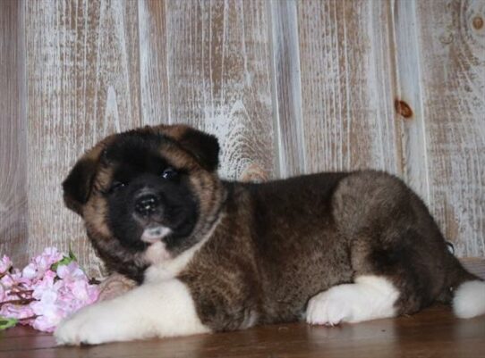 Akita DOG Male Black / White 7302 Petland Pensacola, Florida