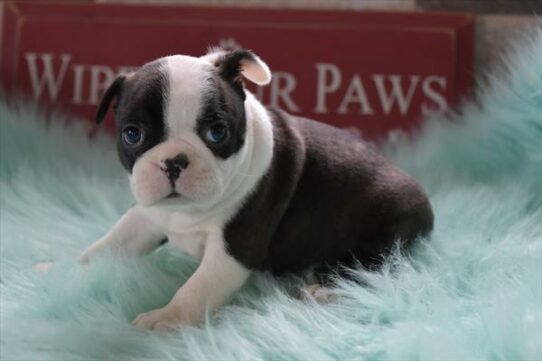 Boston Terrier-DOG-Female-Black / White Panda-7303-Petland Pensacola, Florida