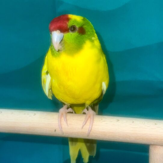 Kakariki-BIRD-Female-Heavy Pied/Turqoise-7141-Petland Pensacola, Florida