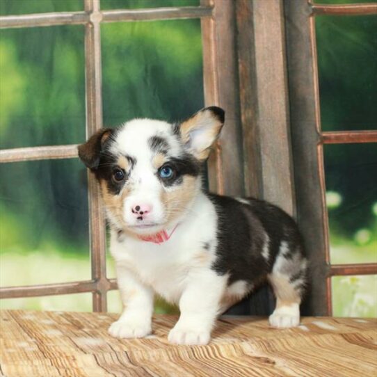 Pembroke Welsh Corgi-DOG-Male-Blue Merle-7317-Petland Pensacola, Florida