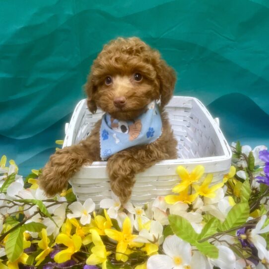 Poodle-DOG-Male-Red-7324-Petland Pensacola, Florida