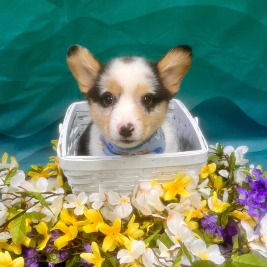 Pembroke Welsh Corgi-DOG-Male-Blue Merle-7304-Petland Pensacola, Florida