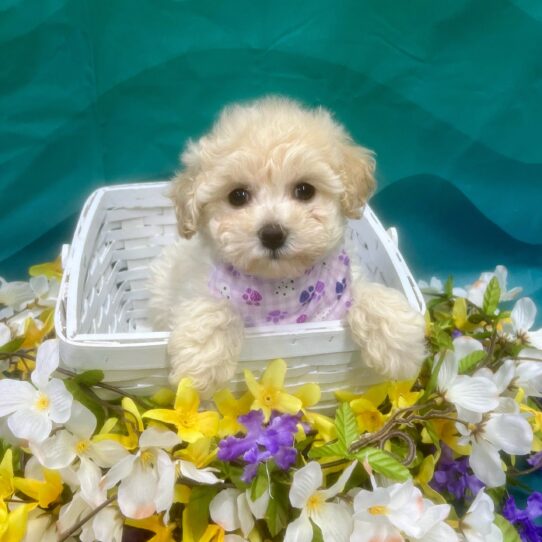 Bichon-Poodle-DOG-Female-Apricot-7305-Petland Pensacola, Florida