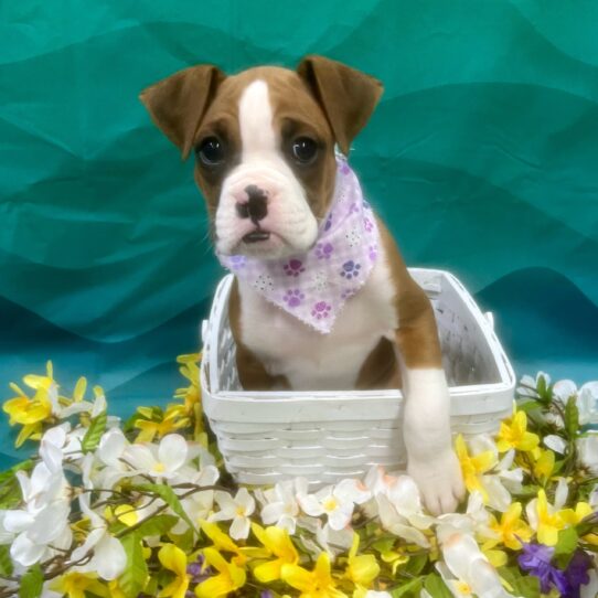 Boxer DOG Female Mahogany 7306 Petland Pensacola, Florida